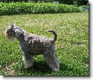 Zwergschnauzer, Miniature Schnauzer