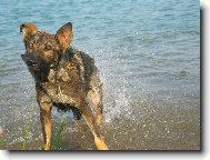 German Shepherd Dog