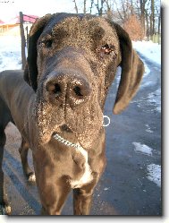 Deutsche Dogge