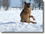 German Shepherd Dog