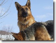 German Shepherd Dog