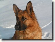 German Shepherd Dog