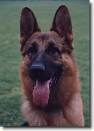 German Shepherd Dog