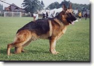 German Shepherd Dog