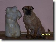 Shar-Pei