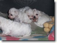 Bichon  poil fris, Bichon Frise