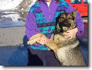 German Shepherd Dog