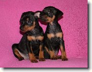 German Pinscher