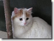 Turkish Van \(Cat\)