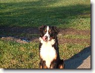 Berner Sennenhund
