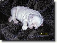 English Bulldog