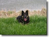 German Shepherd Dog