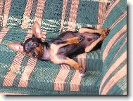 PRAGUE RATTER