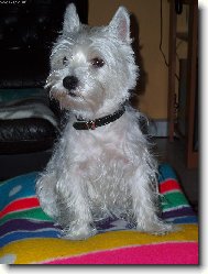 West Highland White Terrier