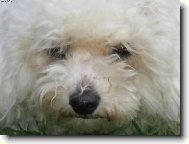 Bichon  poil fris, Bichon Frise