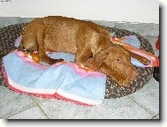 Rvidszr Magyar Vizsla, Hungarian Short-haired Pointing Dog