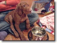 Rvidszr Magyar Vizsla, Hungarian Short-haired Pointing Dog