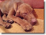 Rvidszr Magyar Vizsla, Hungarian Short-haired Pointing Dog
