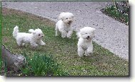 Bichon  poil fris, Bichon Frise