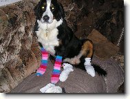 Berner Sennenhund