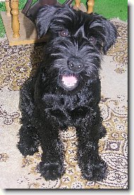 Schnauzer