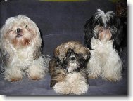 icu, Shih-Tzu