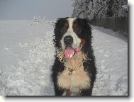 Berner Sennenhund