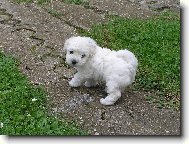 Bichon  poil fris, Bichon Frise