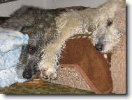 Irish Wolfhound
