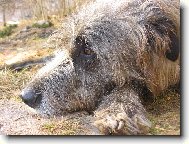 Irish Wolfhound