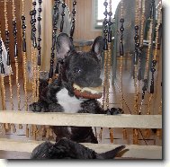 Bouledogue francais, French Bulldog
