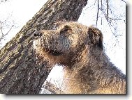 Irish Wolfhound