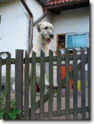 Irish Wolfhound