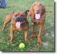 Rvidszr Magyar Vizsla, Hungarian Short-haired Pointing Dog