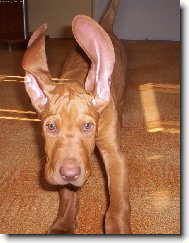 Rvidszr Magyar Vizsla, Hungarian Short-haired Pointing Dog