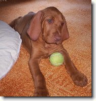 Rvidszr Magyar Vizsla, Hungarian Short-haired Pointing Dog