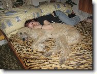 Irish Wolfhound