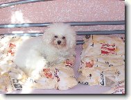 Bichon  poil fris, Bichon Frise