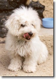 Bichon  poil fris, Bichon Frise