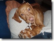 Rvidszr Magyar Vizsla, Hungarian Short-haired Pointing Dog