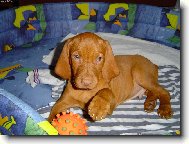 Rvidszr Magyar Vizsla, Hungarian Short-haired Pointing Dog