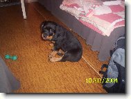 Rottweiler