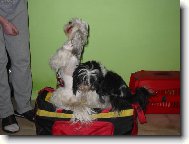 icu, Shih-Tzu