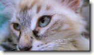 Neva cat, Neva Masquarade