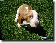 Basseti \(Dog standard\)