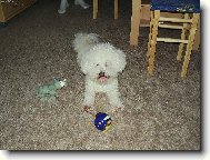 Bichon  poil fris, Bichon Frise