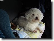 Bichon  poil fris, Bichon Frise
