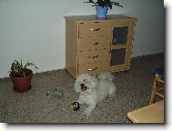 Bichon  poil fris, Bichon Frise