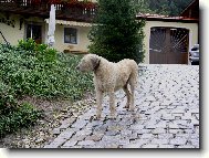 Irish Wolfhound