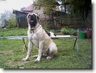 English Mastiff
